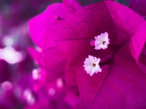 Foto profissional grátis de cor-de-rosa, flor, macro