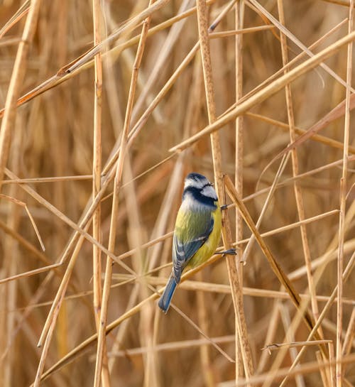 Eurasian Blue Tit in Nature