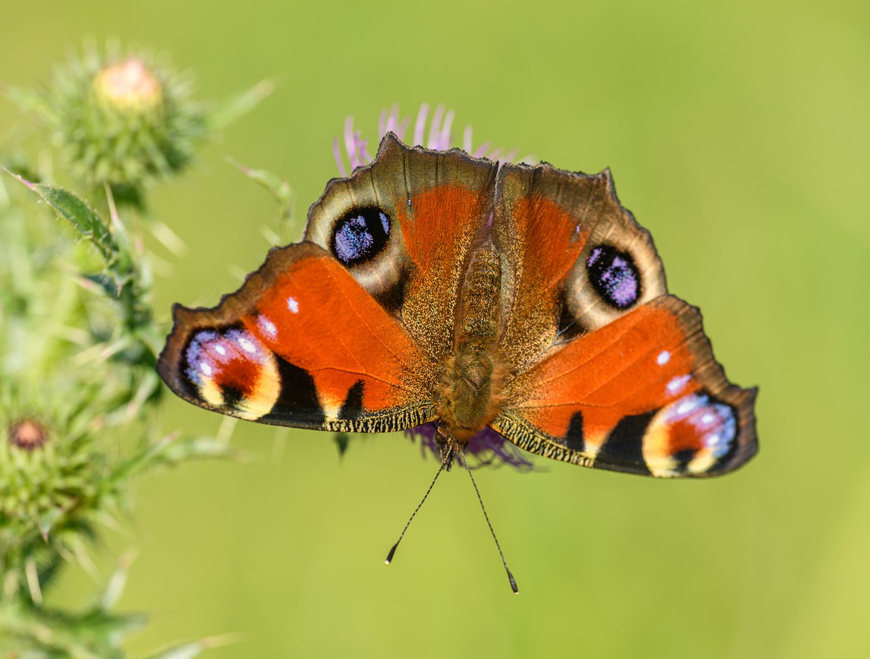 Peacock Butterfly