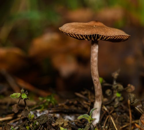 Mushroom on Ground