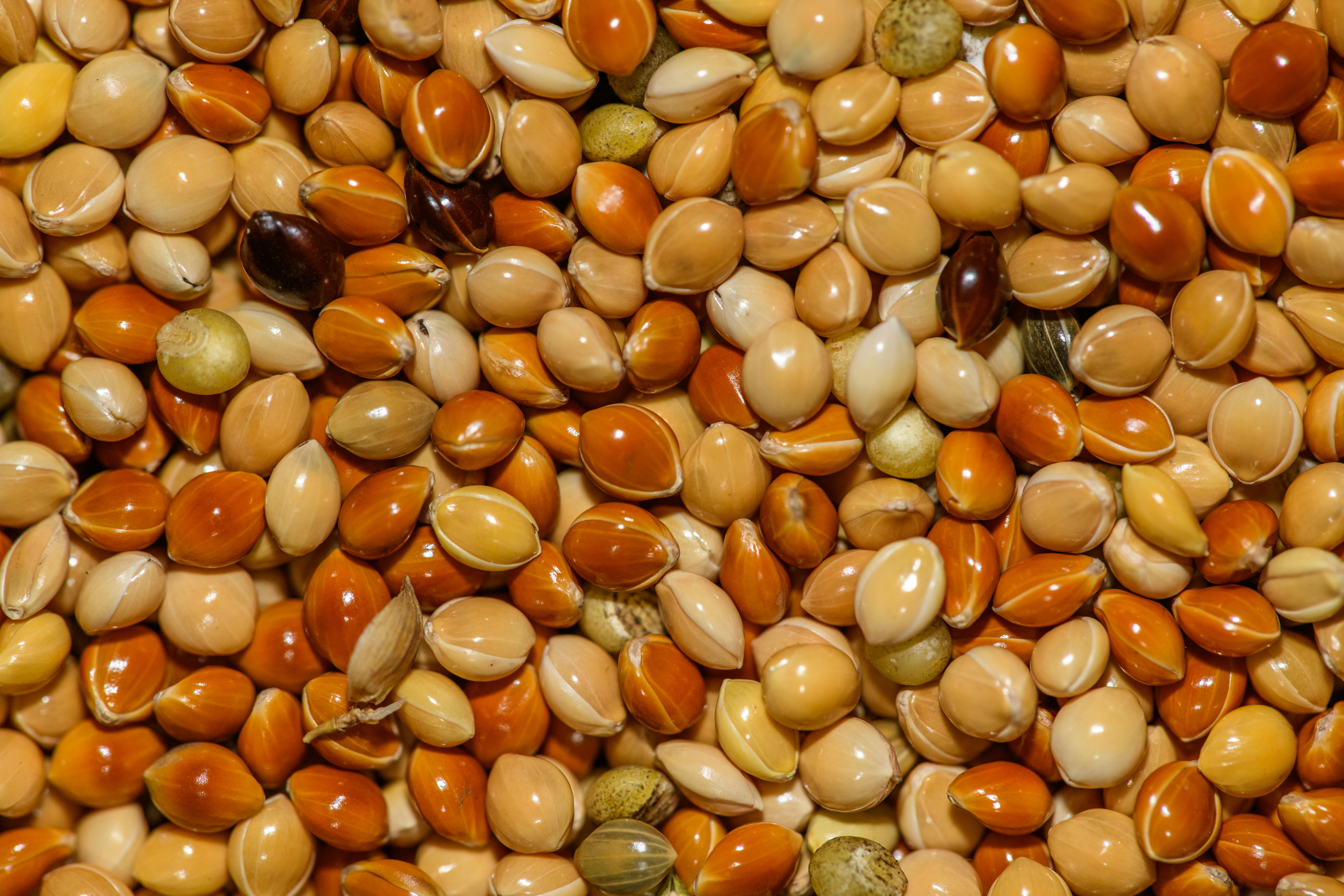 A close-up view of colorful bird seeds, showcasing a variety of hues and textures, perfect for bird lovers.