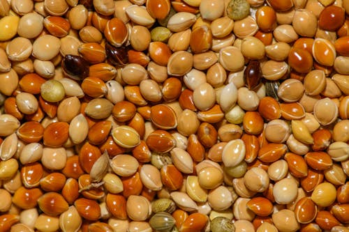 Close up of Colorful Beans