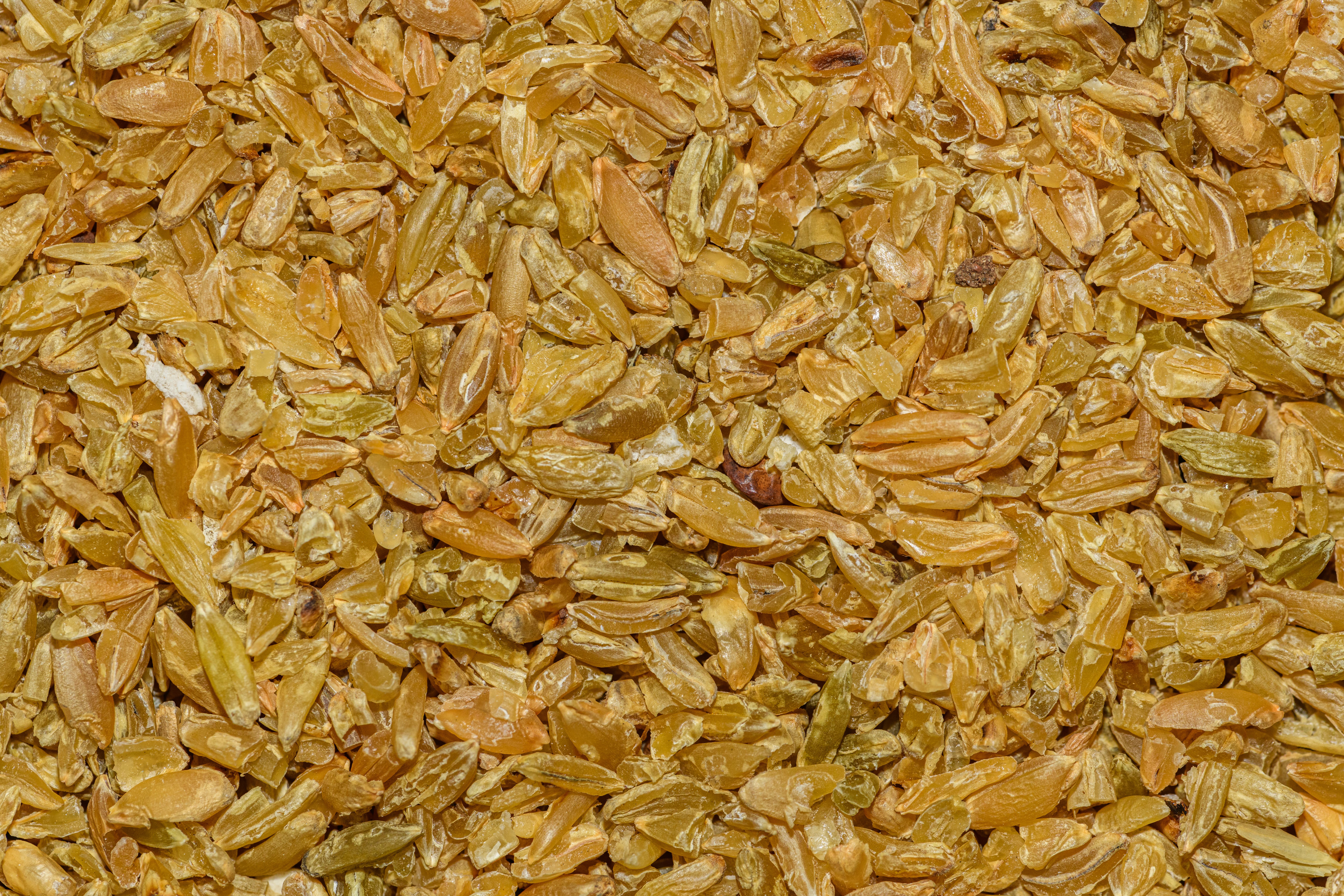 Photos gratuites de agrafe, agriculture, aliment naturel