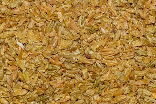Close up of Dried Seeds