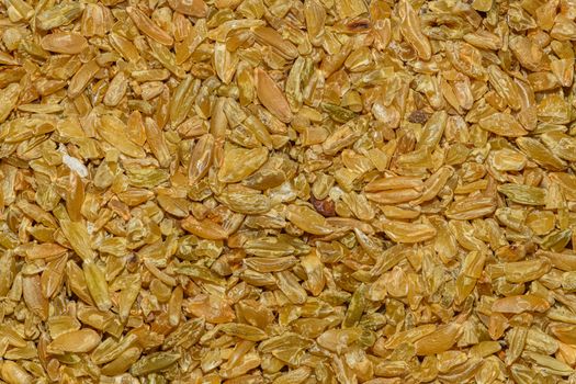High-resolution close-up of dried wheat grains with a textured golden hue.