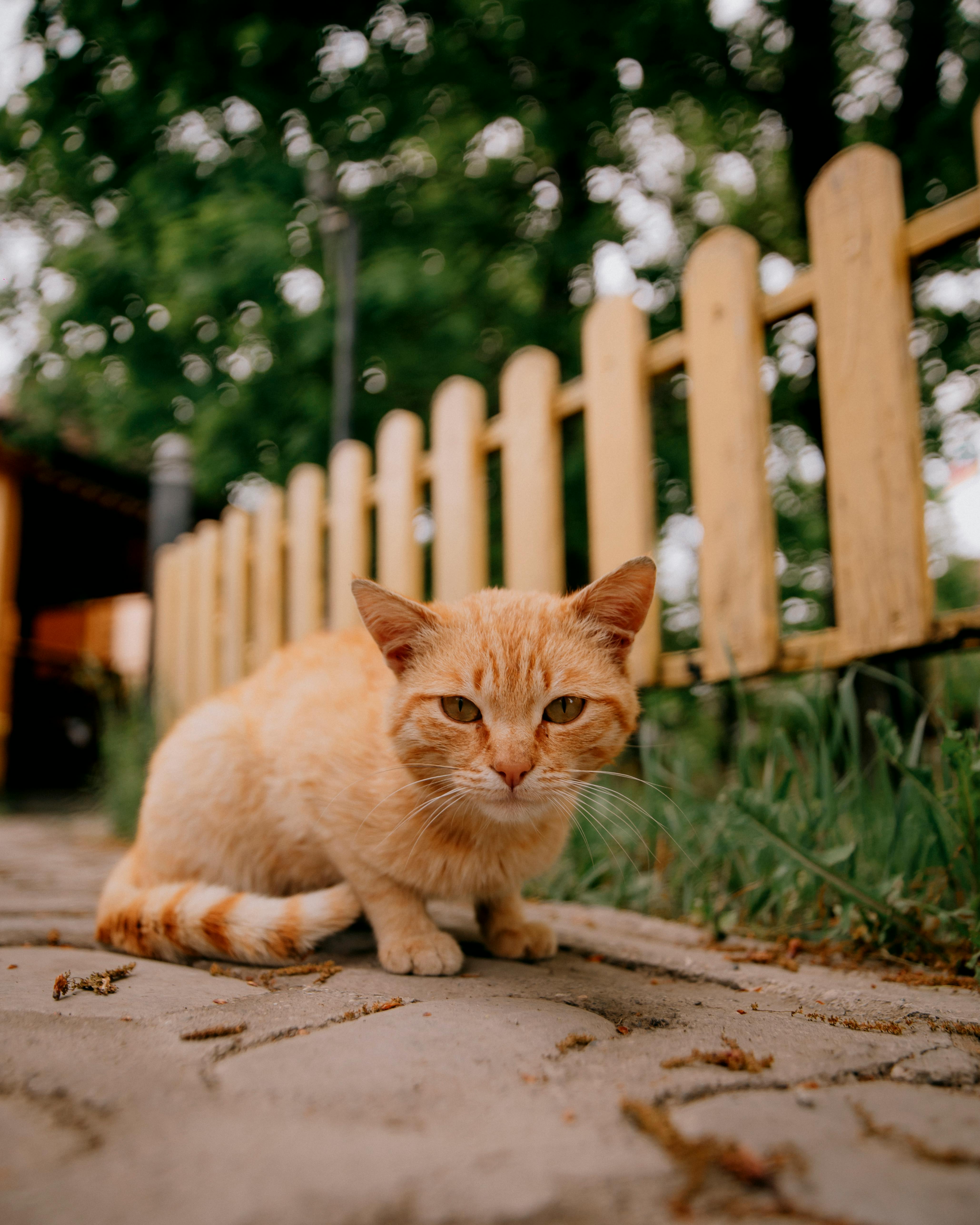 Charming ginger cat sitting on pavement by rustic yellow fence in Khizi, Azerbaijan.