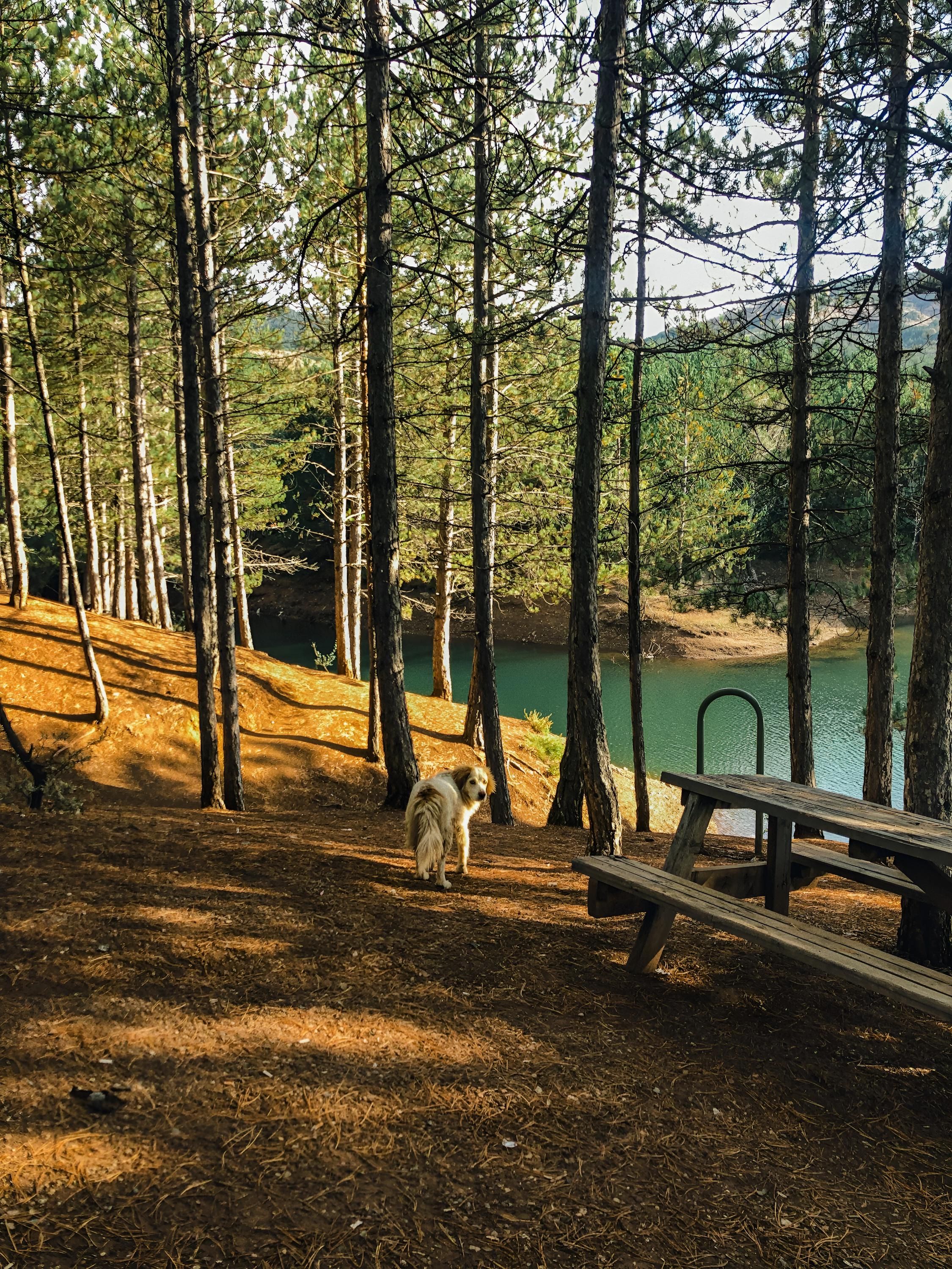 Pet-Friendly Cottage Rentals in Ontario: Fences, Fees and Waterfront Rules