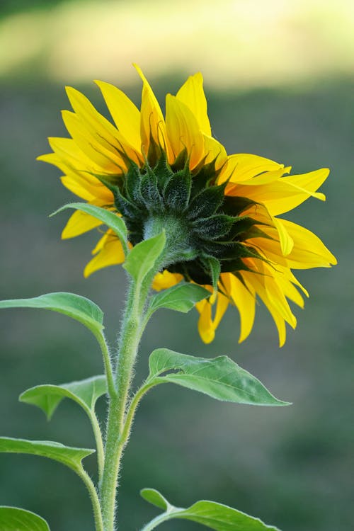 Close-up of a Sunflower