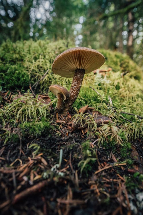 Mushroom on Ground