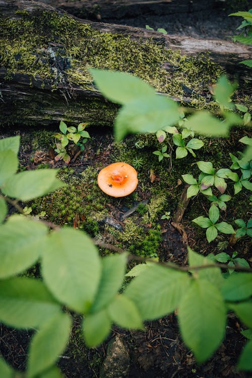 Foto profissional grátis de chão, cogumelo, flora