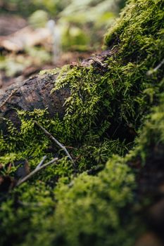 Detailed close-up of vibrant green moss covering forest ground, showcasing natural textures.