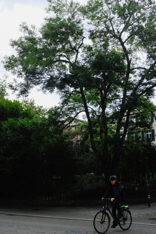 Free A man riding a bicycle through a verdant, tree-lined urban park setting. Stock Photo