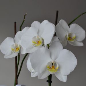 White orchid blooms
