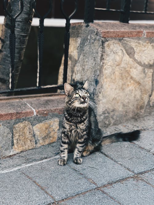 Little Cat on a Street