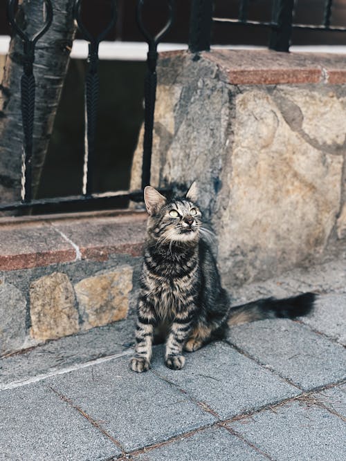 Fotobanka s bezplatnými fotkami na tému chodník, domáce zviera, mača