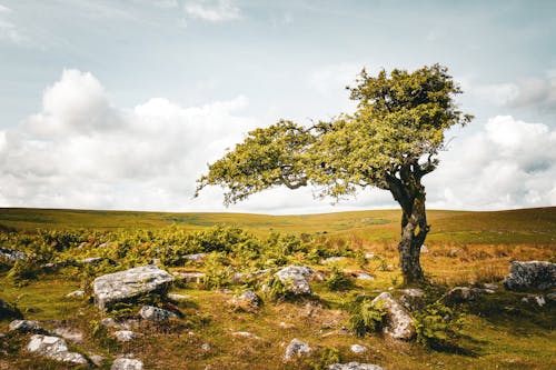 Безкоштовне стокове фото на тему «дерево, камені, літо»