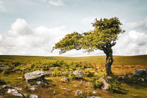 Free A lone tree stands amidst rocks and grassy fields under a summer sky. Stock Photo
