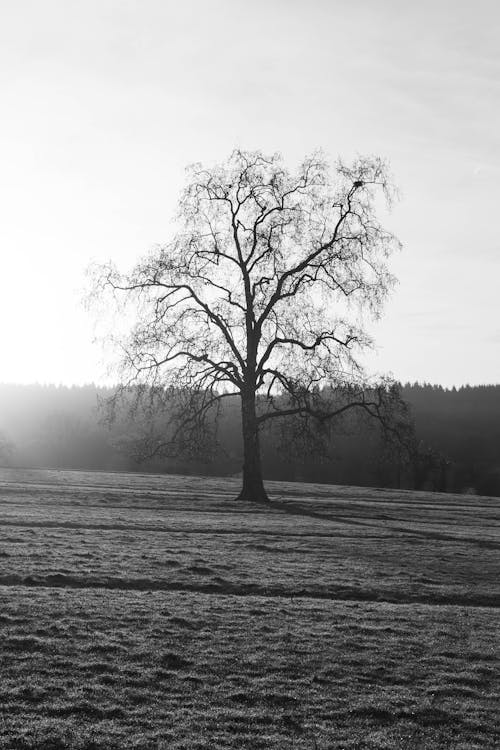 Безкоштовне стокове фото на тему «вертикальні постріл, дерево, одинокий»
