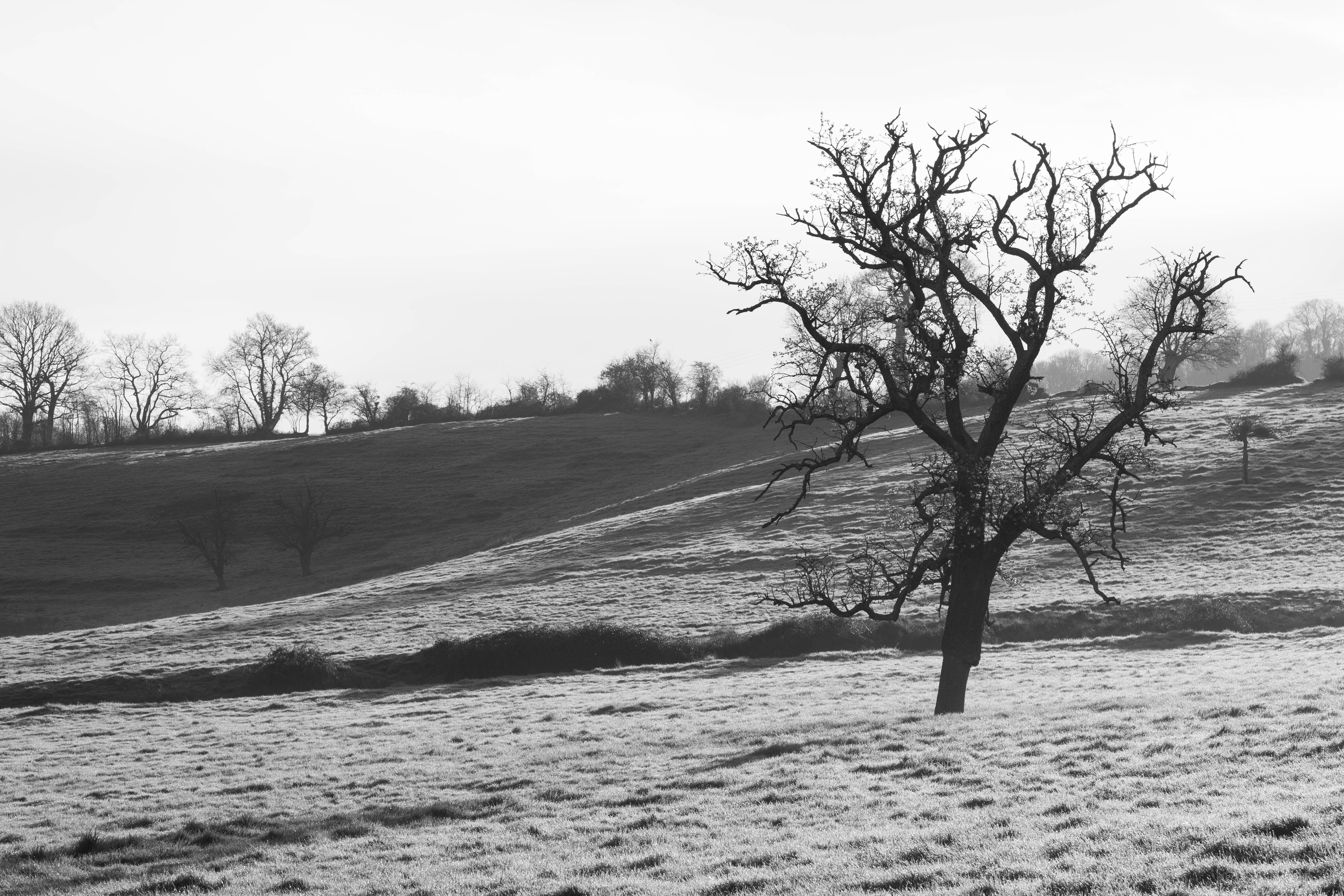Serene black and white landscape of a rural countryside in Beuvron-en-Auge, Normandy.
