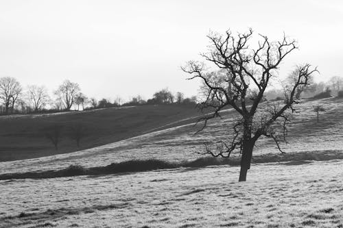 Foto d'estoc gratuïta de arbres, blanc i negre, paisatge
