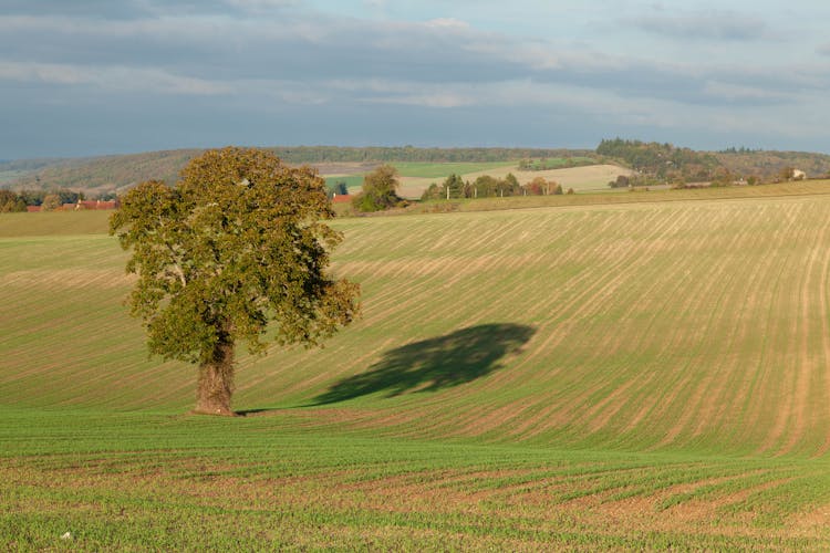 Single Tree On Rural Field