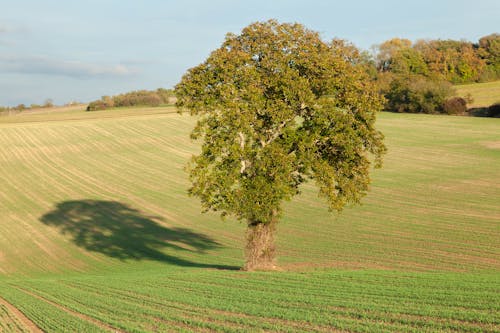 Imagine de stoc gratuită din arbore, câmp, la țară