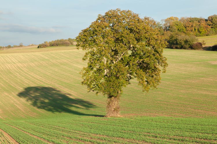 Single Tree On Rural Field