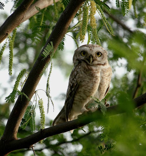 Kostnadsfri bild av naturfotografering, spotted owlet, vilda djur och växter