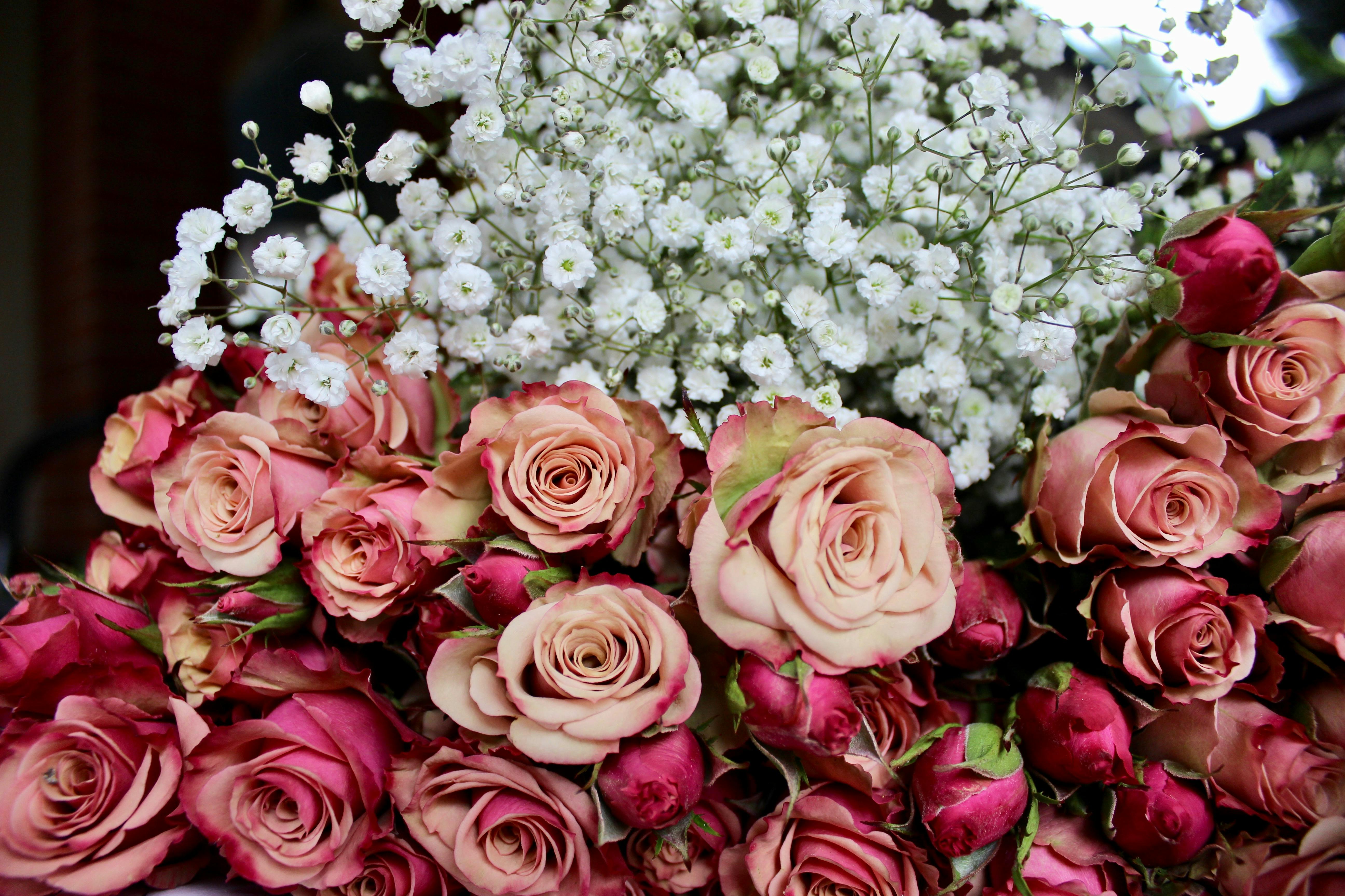Free stock photo of beautiful flowers, bunch of flowers, pink roses