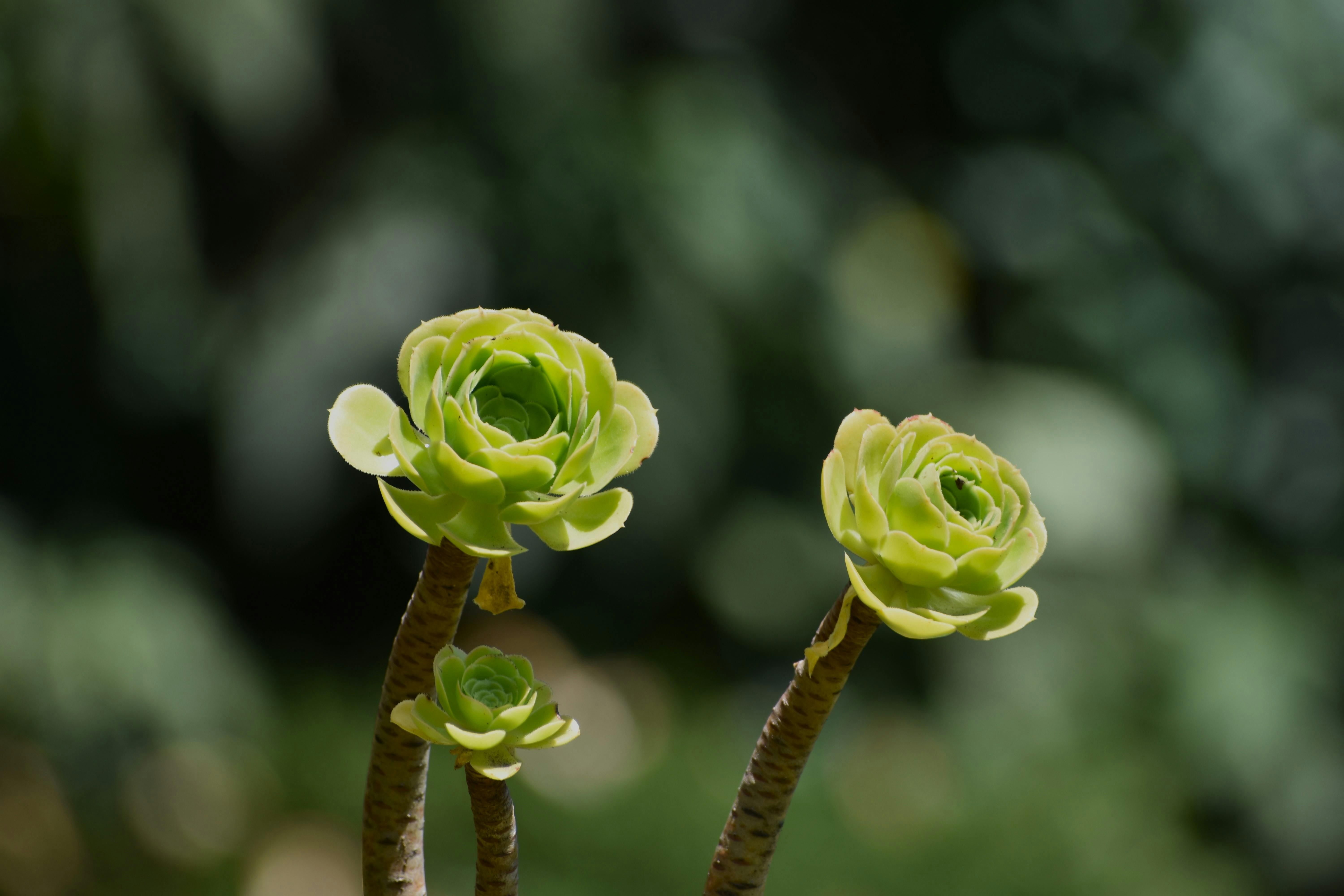 The Healing Garden: Growing Medicinal Herbs