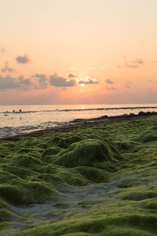 คลังภาพถ่ายฟรี ของ ความงาม, ชายทะเล, ชายหาด