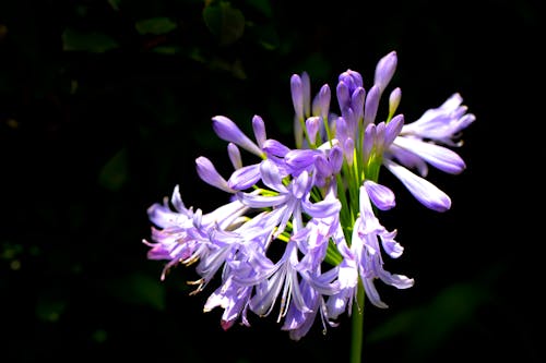 Ingyenes stockfotó háttér, kert, lila témában