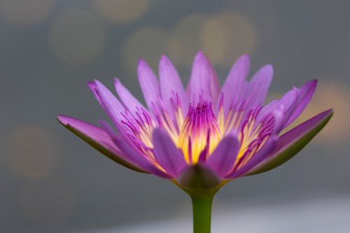 Gratis stockfoto met bloem, gaden, lotus