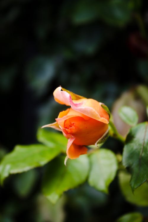 꽃잎, 낭만적인, 섬세한의 무료 스톡 사진