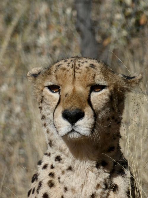 Free A striking close-up of a cheetah in its natural habitat, showcasing its unique spotted fur. Stock Photo