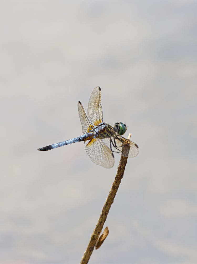 Dragonfly Perching On Wood