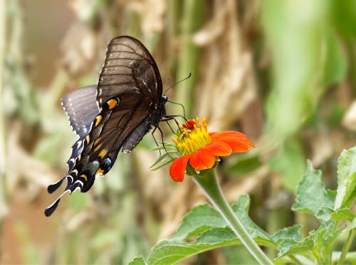 Ảnh lưu trữ miễn phí về bướm đen, cận cảnh, chụp ảnh động vật hoang dã