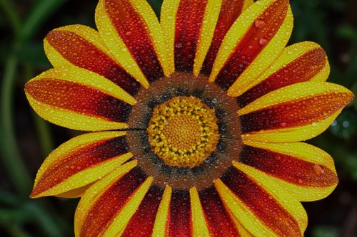 Free Vibrant close-up of a Gazania flower with dew droplets highlighting its colorful petals. Stock Photo