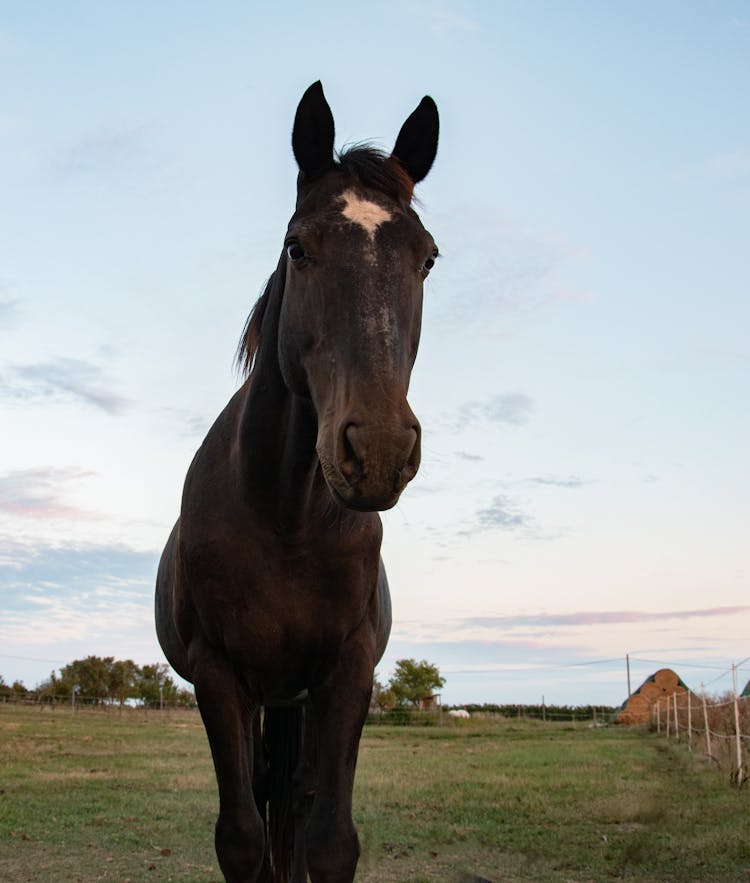 Black Horse In Countryside