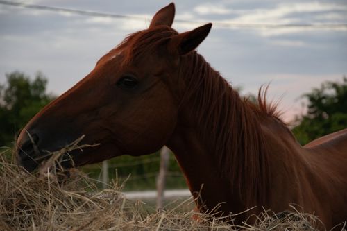 Free Close-up of a chestnut horse enjoying hay on a farm in Siófok, Hungary. Stock Photo