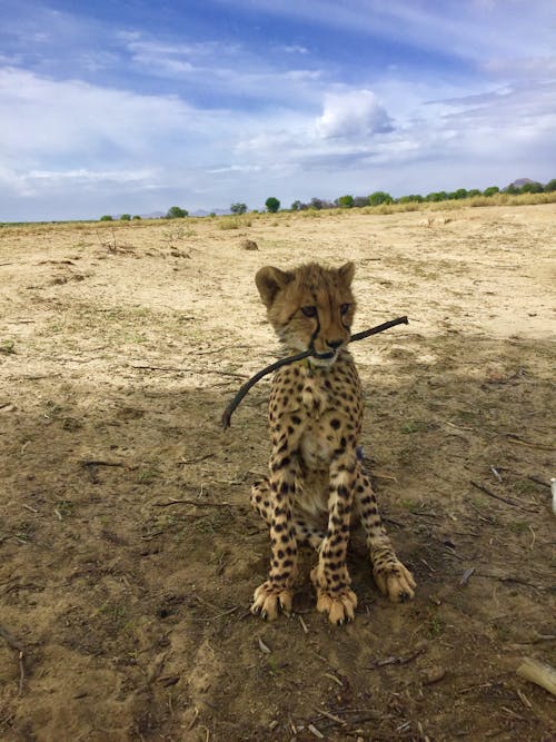 Gratis stockfoto met Afrika, afrika wild, cheetah
