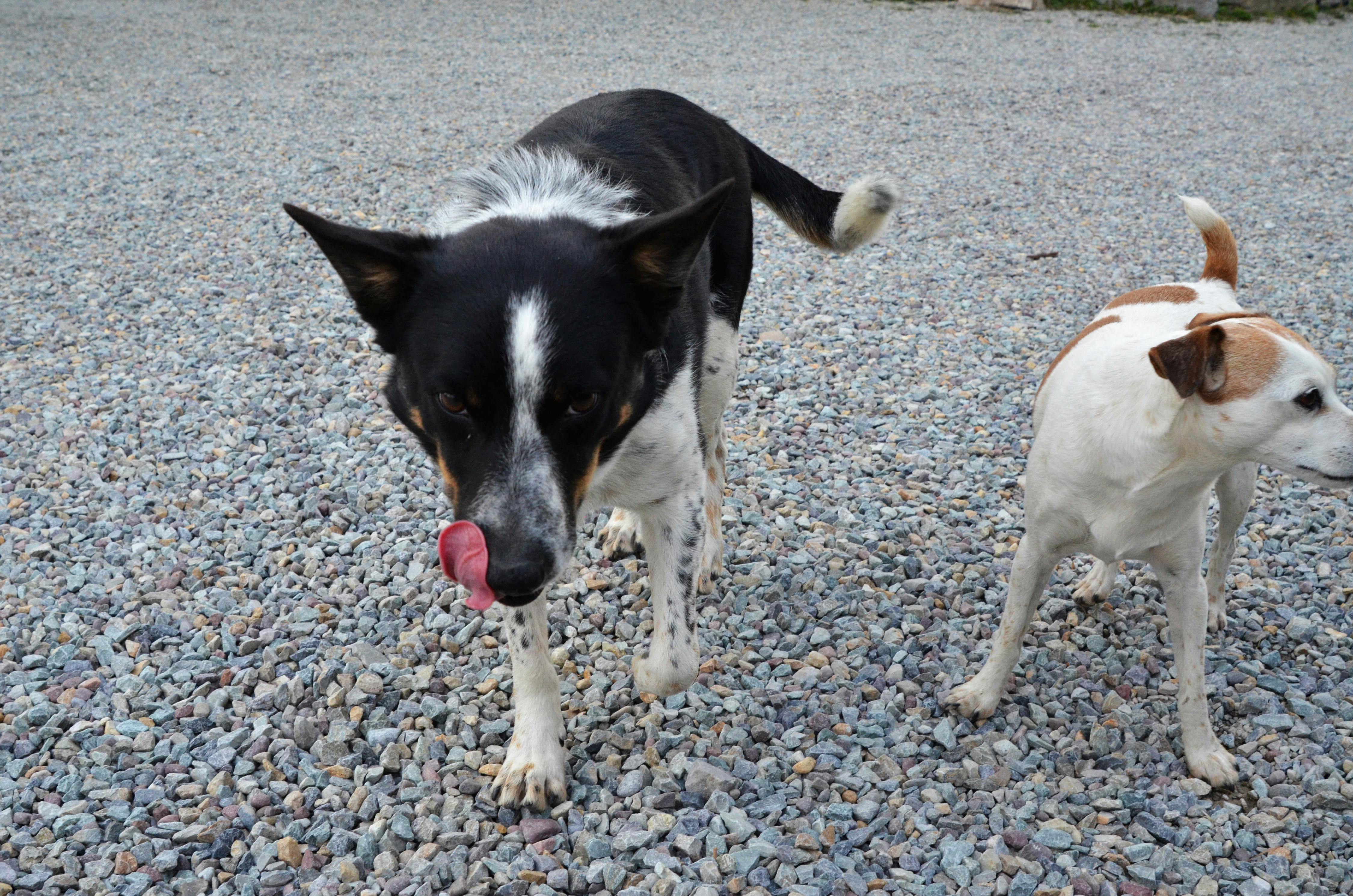 Foto Stok Gratis Tentang Anjing Lidah Anjing