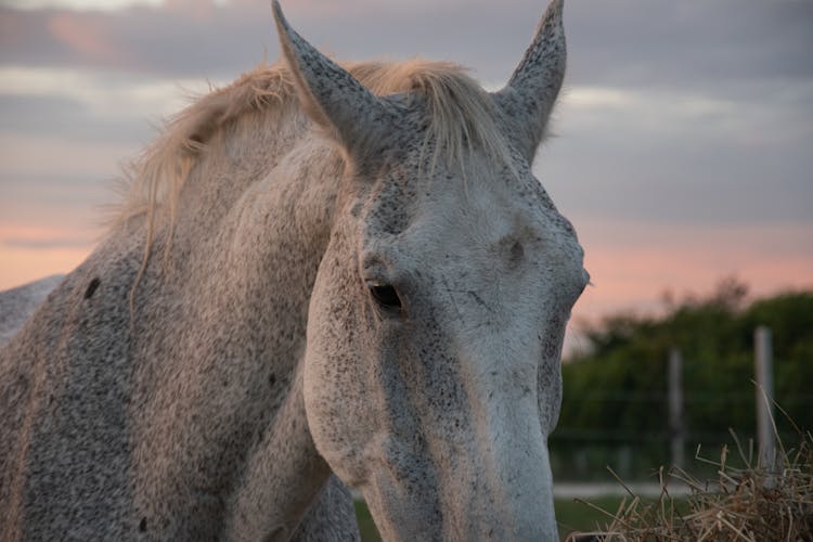 Head Of A White Speckled Horse