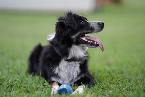 Cute Dog with Ball Lying on Green Lawn