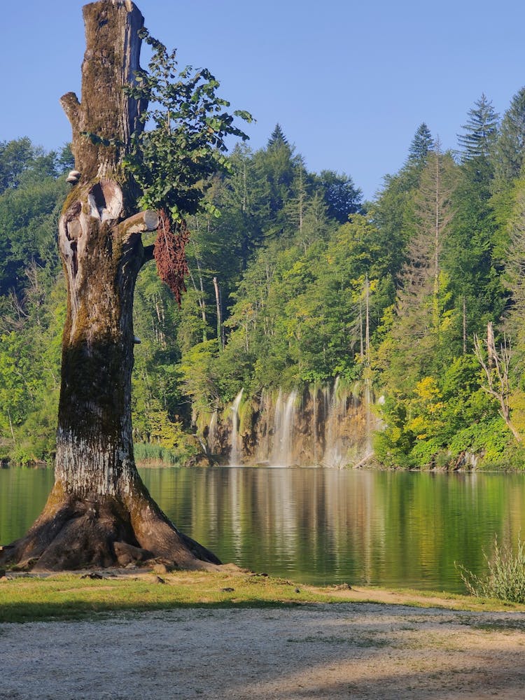 Tree Trunk On River Bank Near Green Forest