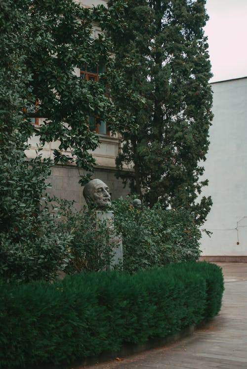 Imagine de stoc gratuită din arbori, arbuști, caldarâm