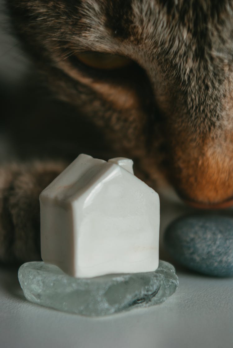 Close-up Of Fluffy Cat Near House Figure