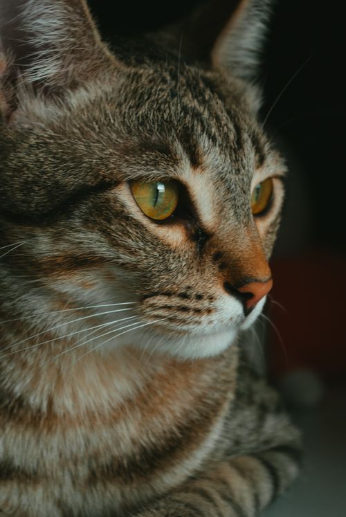 Free Detailed close-up of a tabby cat with striking orange eyes against a dark background. Stock Photo