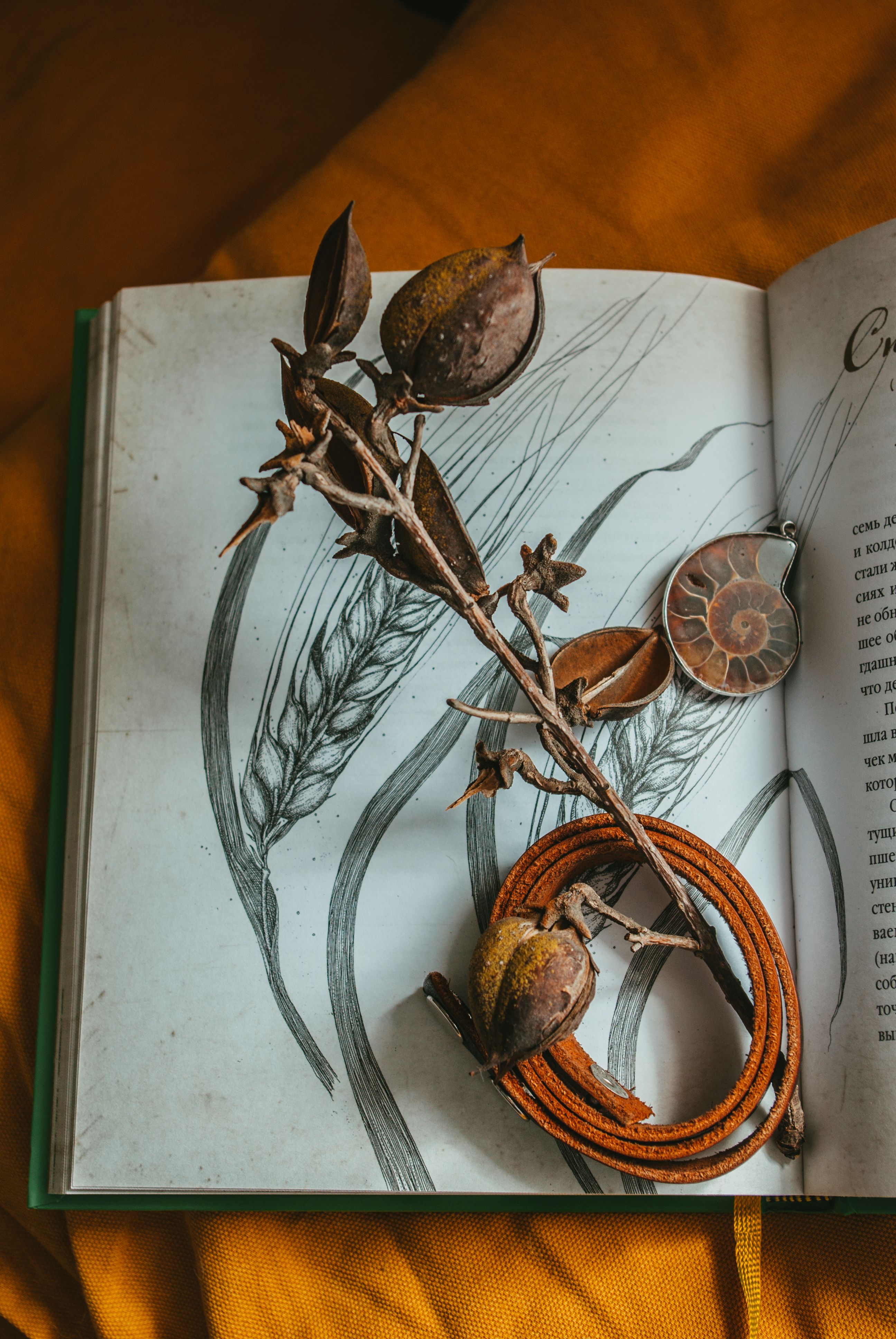 Illustrative book with decorative dry plants and fossil, artistic feel.