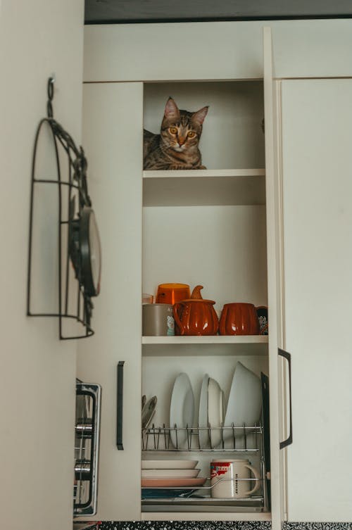 A Cat Sitting inside a Kitchen Cupboard